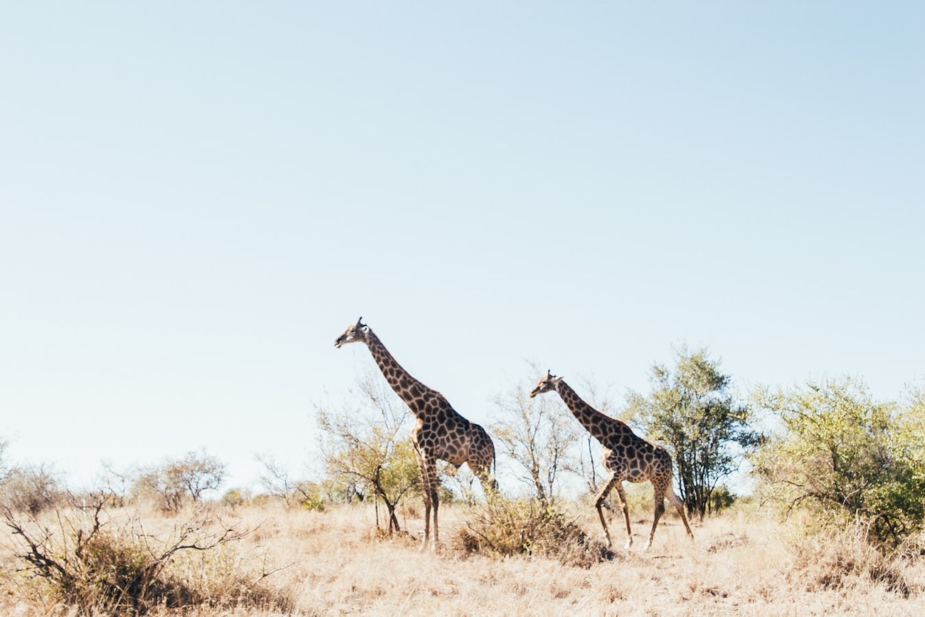 African safaris