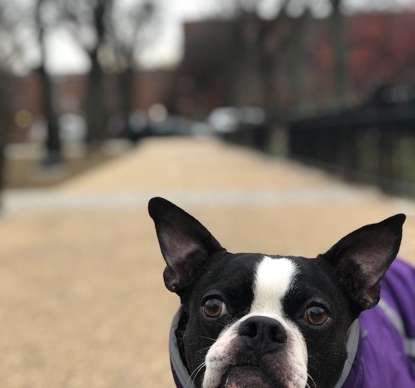 Bowie on a Walk in His Coat