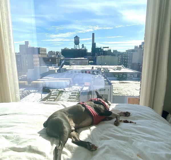 Bowie taking a nap at The Williamsburg Hotel. copy