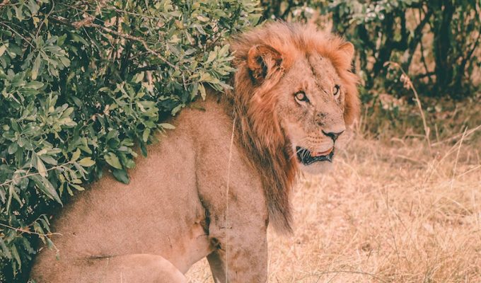 Lion, Masai Mara National Reserve, Kenya.