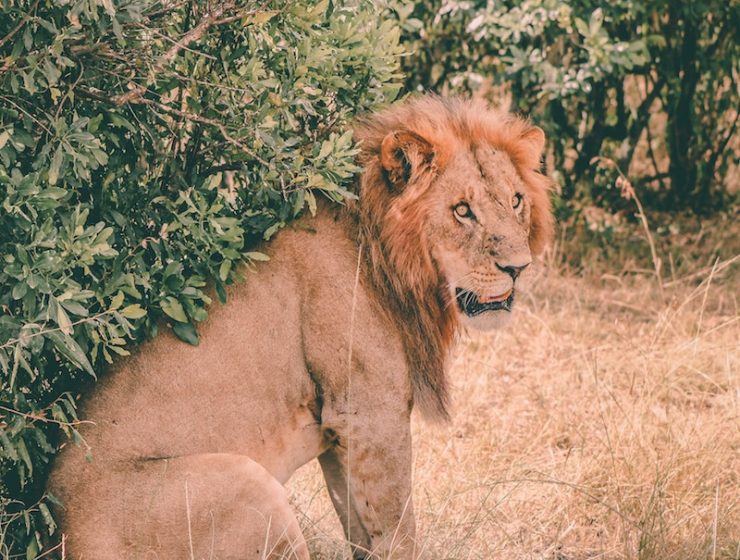 Lion, Masai Mara National Reserve, Kenya.