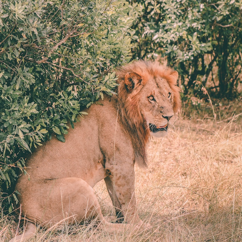 Lion, Masai Mara National Reserve, Kenya.