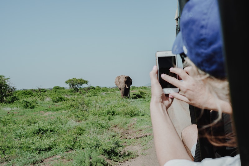 Smartphones and Elephants, African Safari