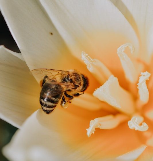 bees