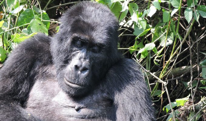 Bwindi Gorilla