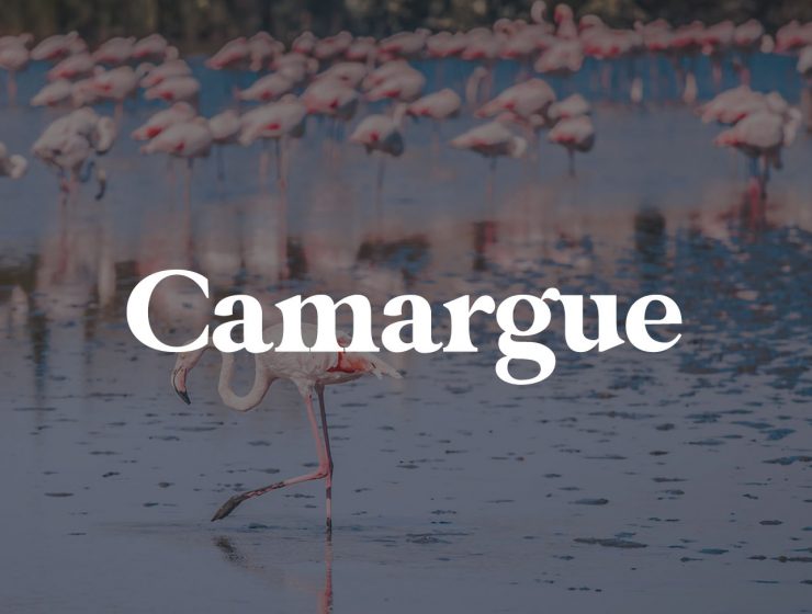 things to do in camargue