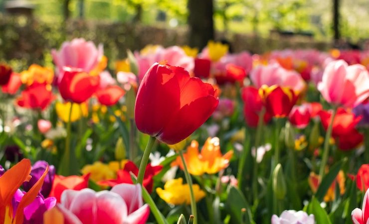 Flowers in Lisse, Netherlands