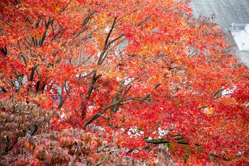 Locust Valley, Long Island