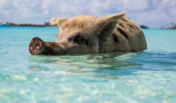 the bahamas is