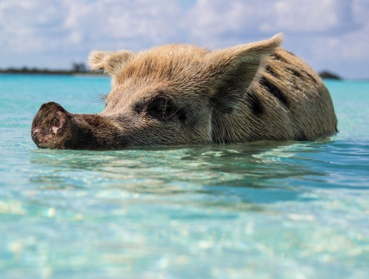 the bahamas is