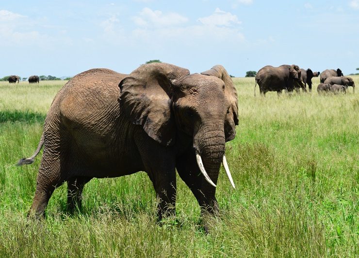 Elephant herd in Serengeti Park