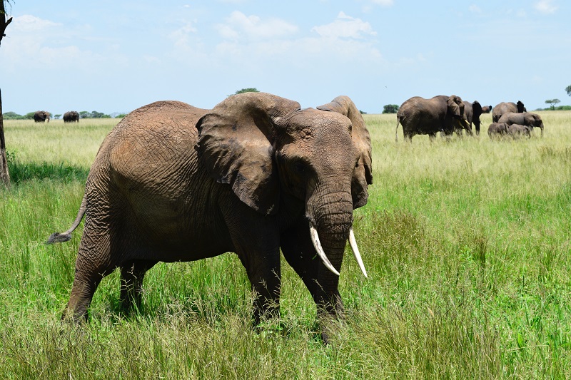 Elephant herd in Serengeti Park tanzania