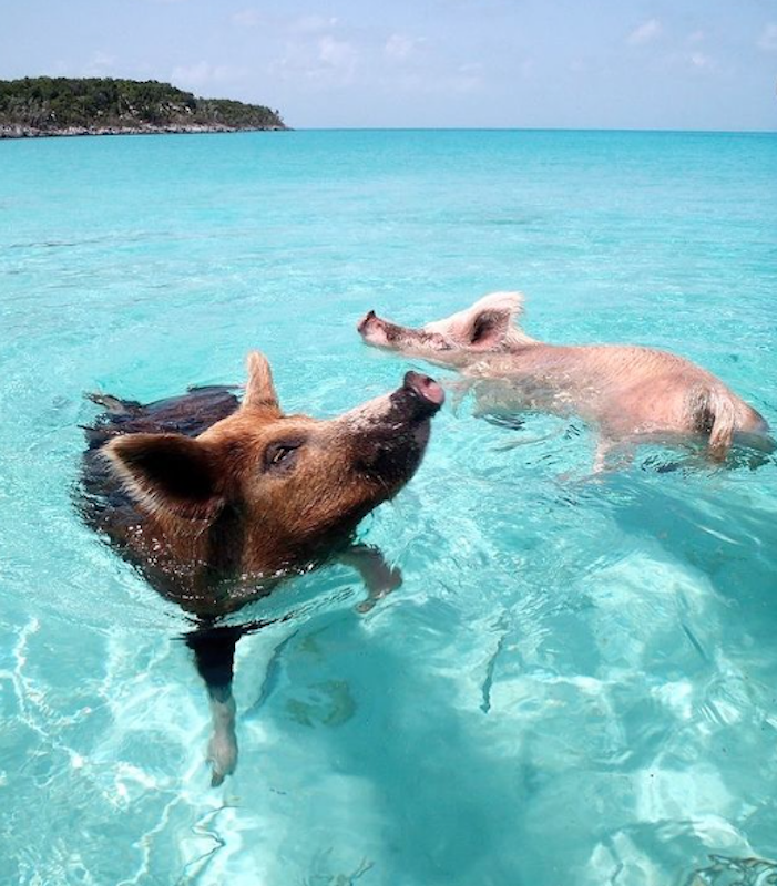 Pig Beach, Exumas