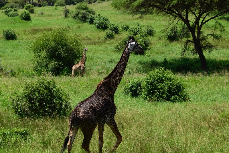 Two giraffes grazing in Serengeti tanzania