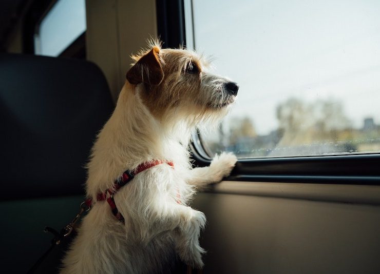 Dog pets are travel