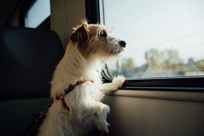 Dog pets are travel