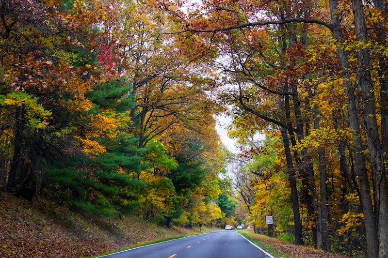 Fall Foliage