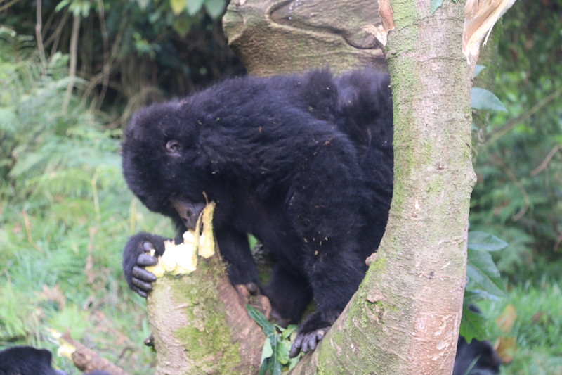 gorilla trekking 
