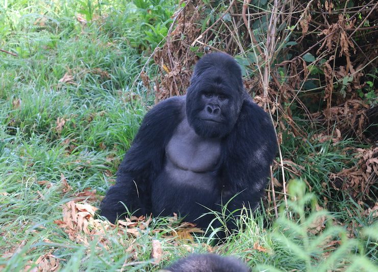 gorilla trekking