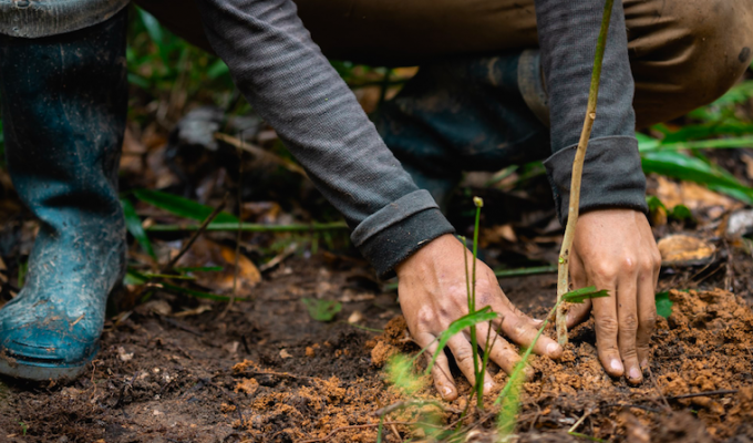One Tree Planted