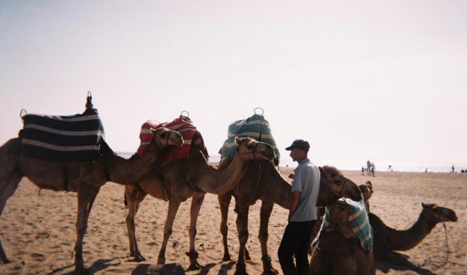 Camel in Morocco