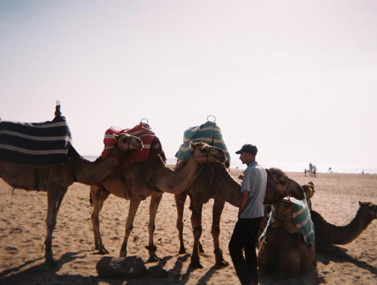 Camel in Morocco