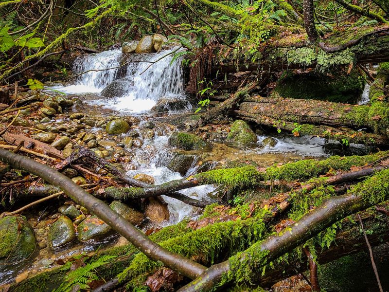 Lower Seymour Conservation Reserve by Gino Pezzani on Facebook