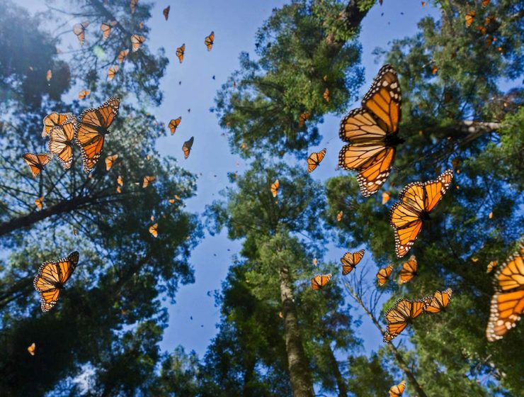 Mariposa Monarca Biosphere Reserve In Mexico
