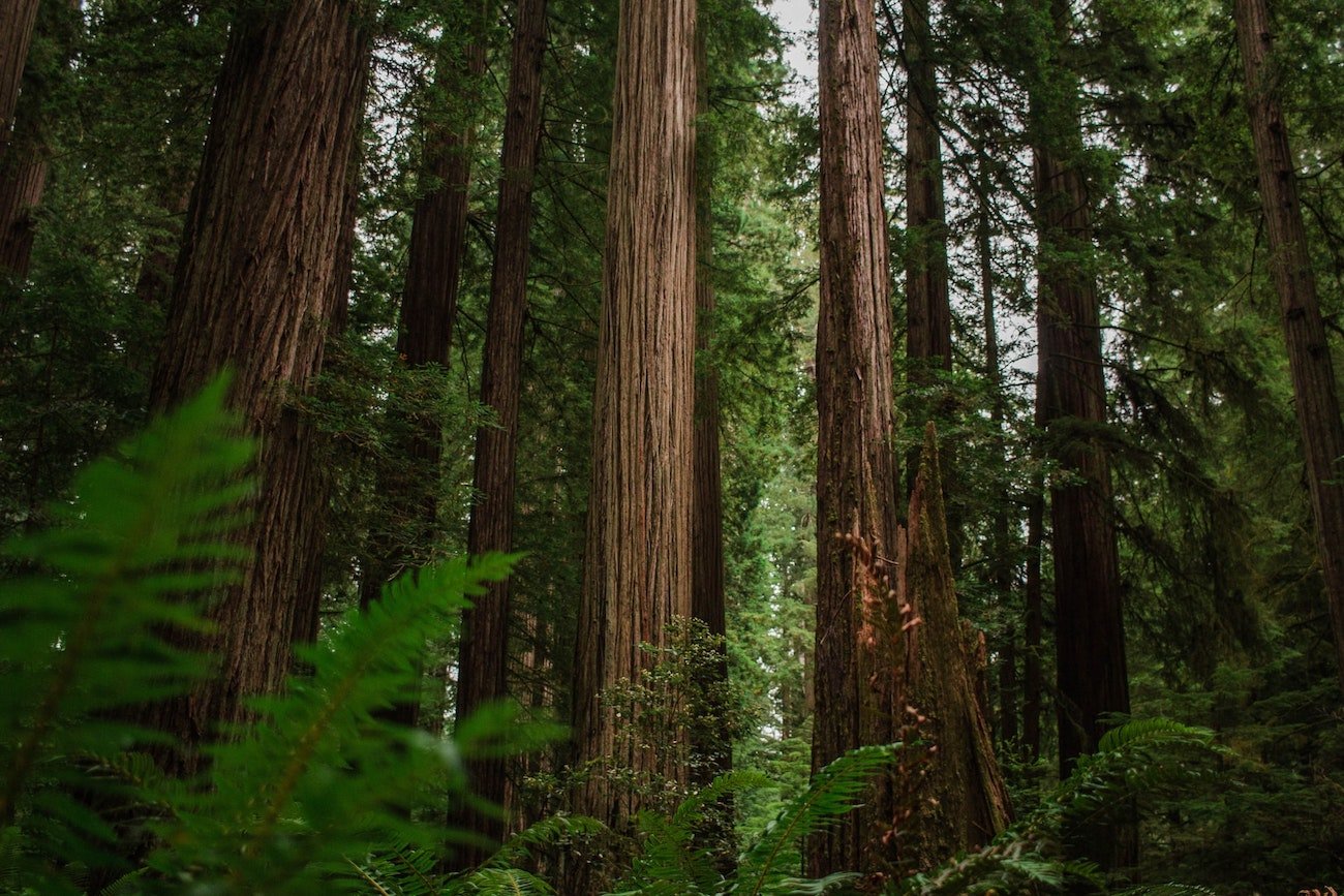  5 Nature Wonders To Visit In Northern California 
