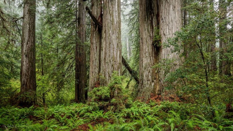  5 Nature Wonders To Visit In Northern California Grove of Titans