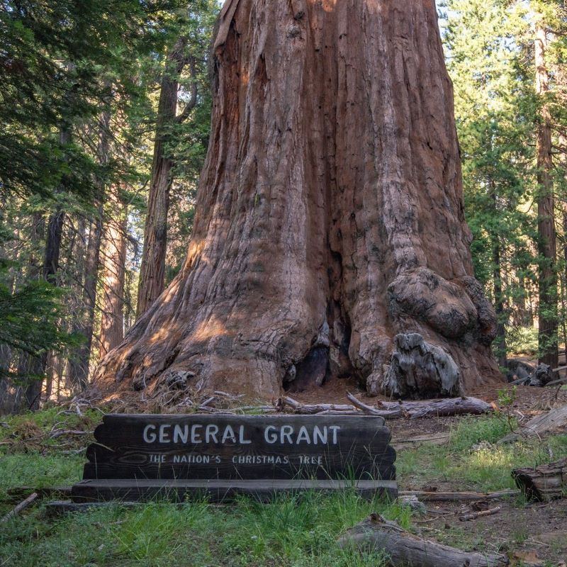 General Grant Tree