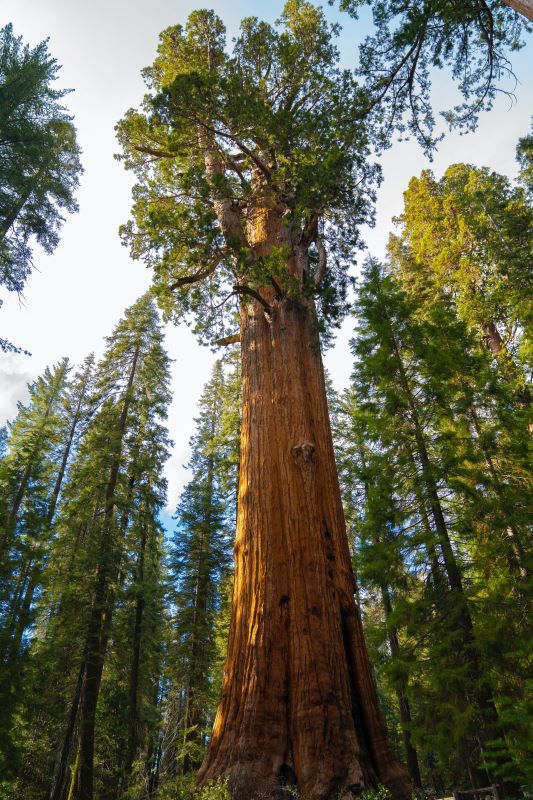 General Sherman Tree