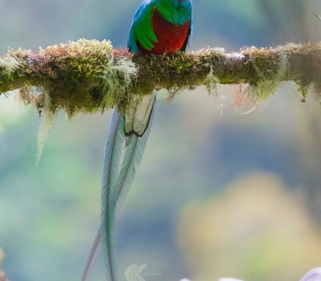 resplendent quetzal