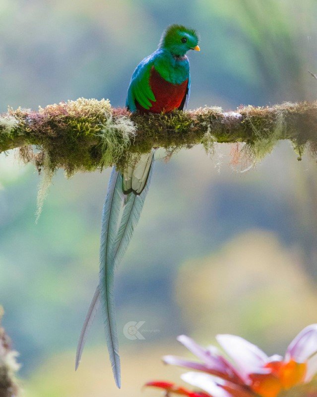 resplendent quetzal