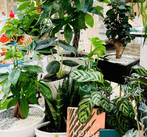 Aventura Mall Farmers Market Instagram