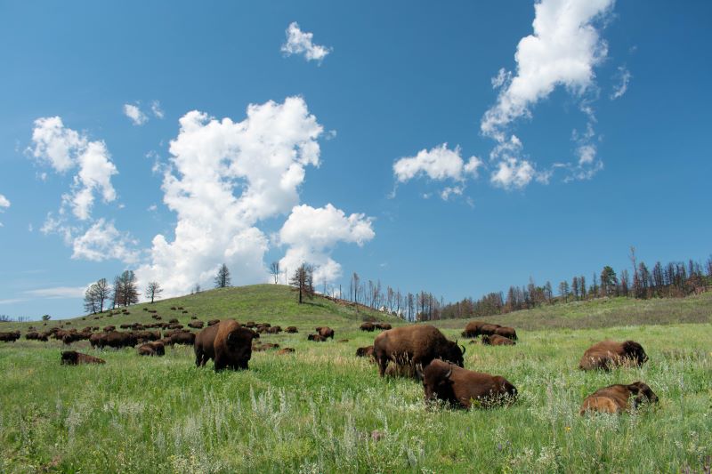 Custer State Park