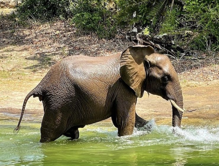 elephant