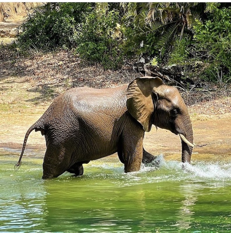 elephant