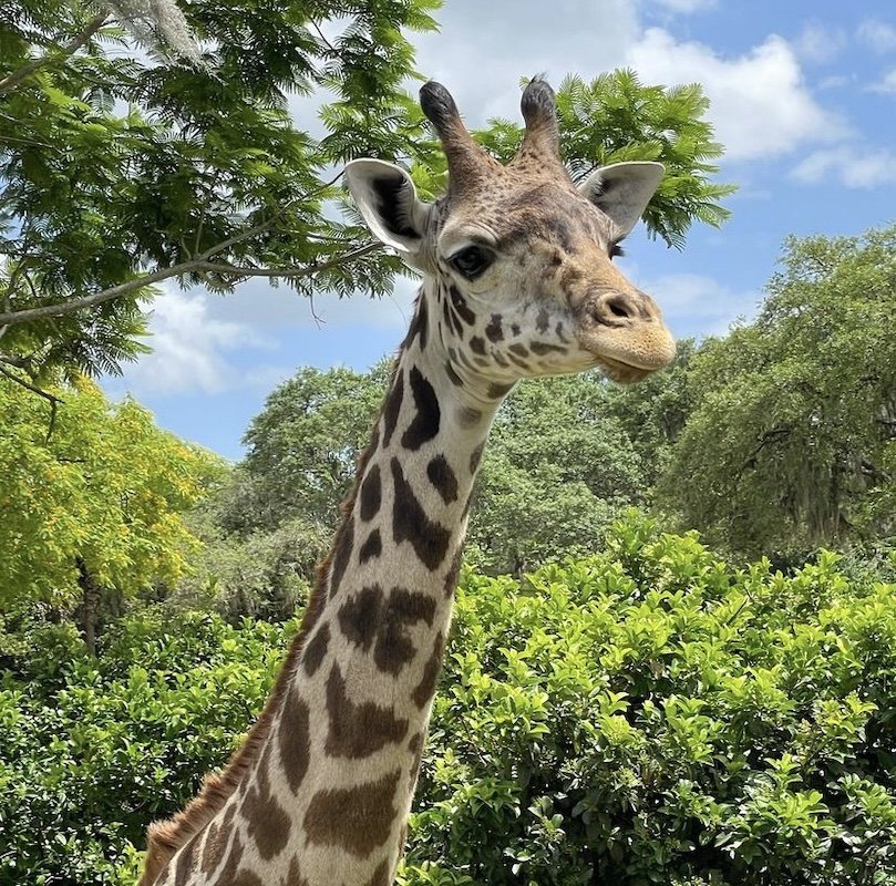 giraffe