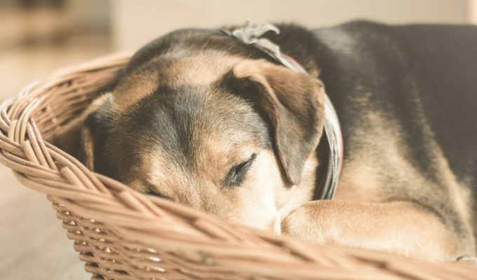 Is Your Dog A Nervous Flyer? Here Is How To Help