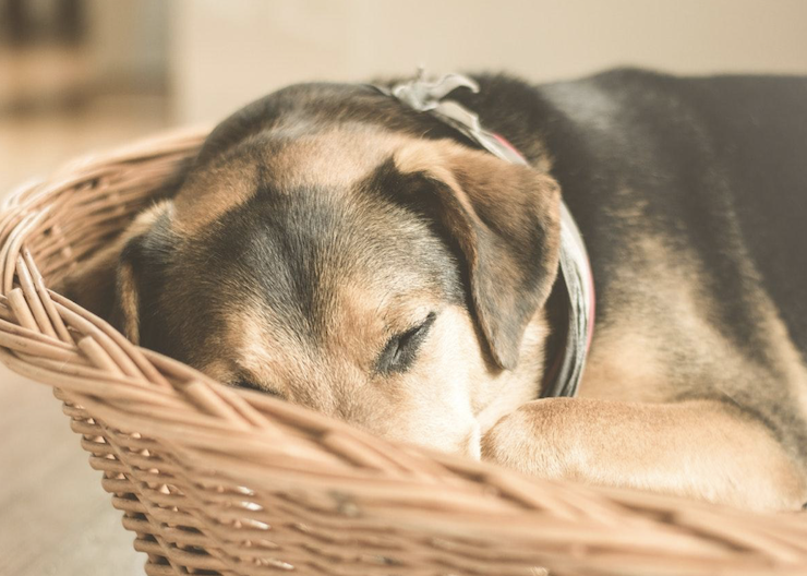 Is Your Dog A Nervous Flyer? Here Is How To Help