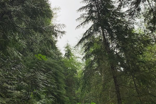 Mount Olympic National Park