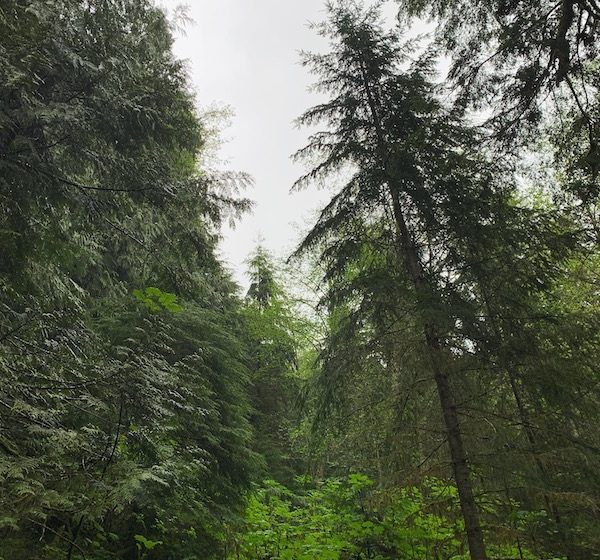 Mount Olympic National Park
