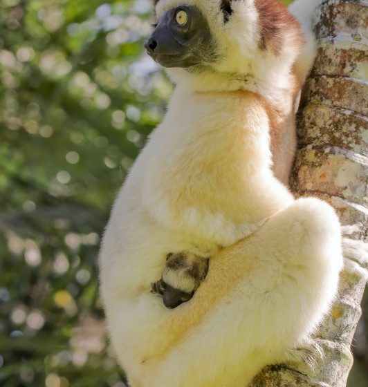 An Examination Of Madagascar’s Unique Animal And Plant Species