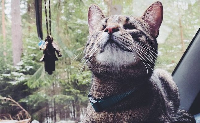 how to Roadtrip Travel with Your Cat