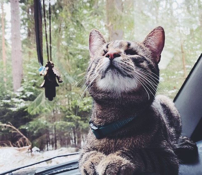 how to Roadtrip Travel with Your Cat