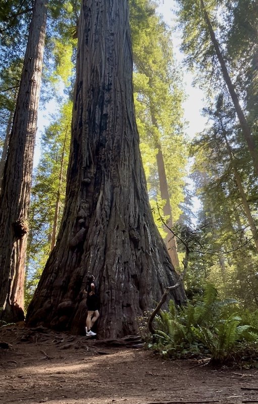 Redwood Park