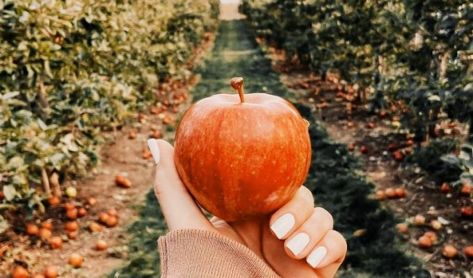 apple picking new york