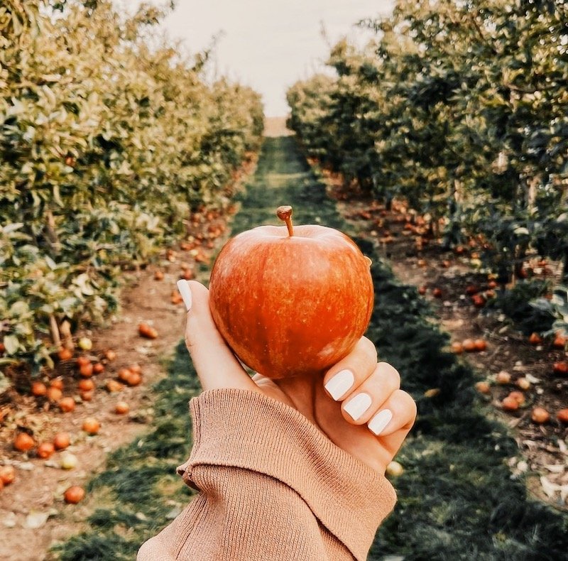 apple picking new york
