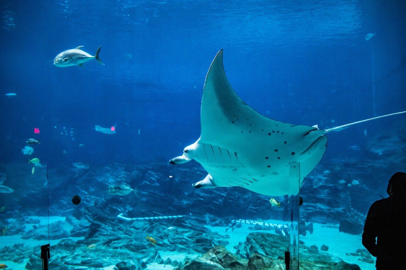Georgia Aquarium